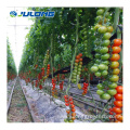 Commercial plastic film agricultural Tomato greenhouse